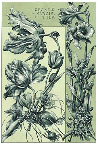 Botanical Illustration: The Essential Reference
