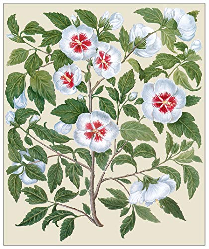 Botanical Illustration: The Essential Reference