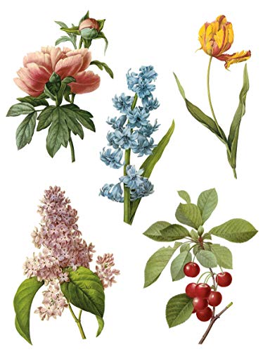 Botanical Illustration: The Essential Reference